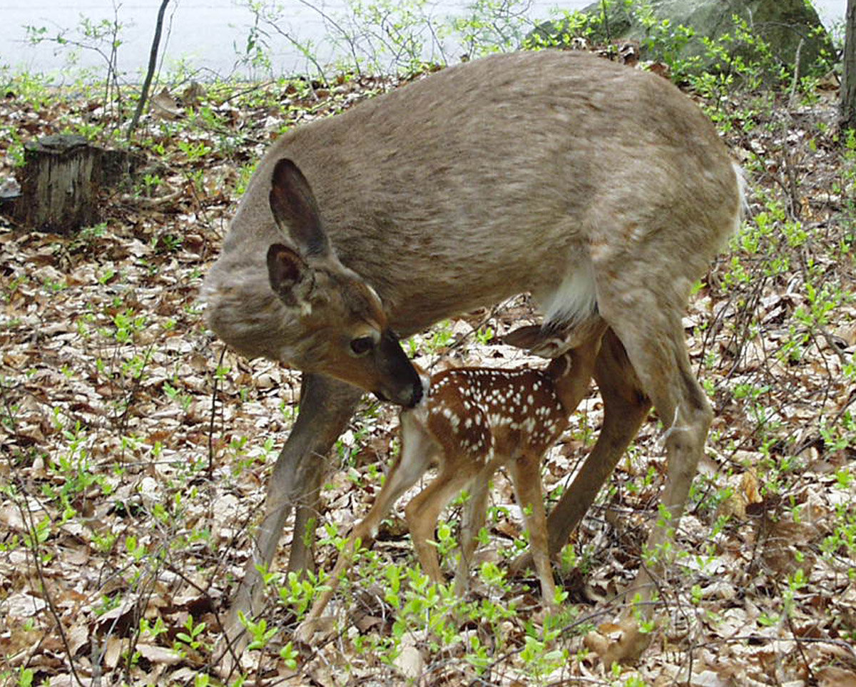 Soon after fawns can stand and walk, they can frequently be seen nursing. Fawns can eat vegetation a couple of weeks after birth and weaned off nursing by 10 to 12 weeks, although some fawns nurse for longer, occasionally seen nursing as late as October. The fawn does not need the small amount of milk supplied by the mother; this is believed to be a bonding exercise between fawn and mother.